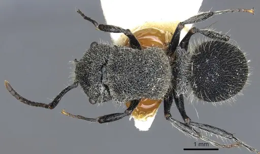 Echinopla crenulata specimen