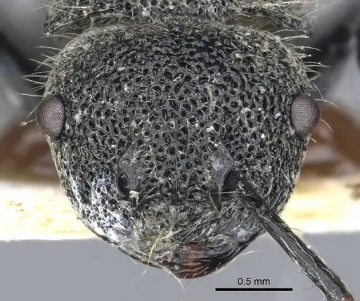 Echinopla crenulata specimen