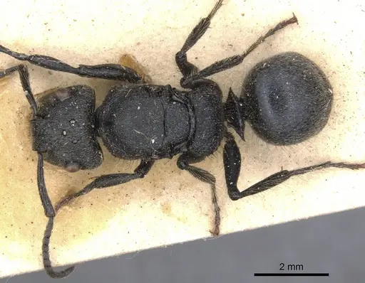 Echinopla deceptor specimen