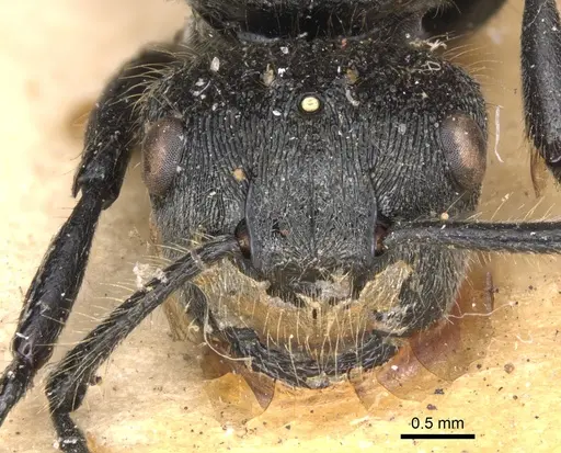 Echinopla deceptor specimen