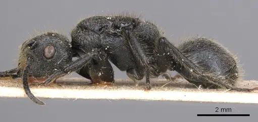 Echinopla deceptor specimen