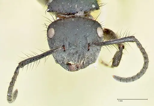 Echinopla densistriata specimen