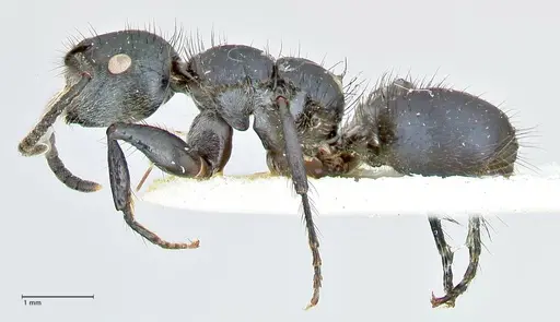 Echinopla densistriata specimen