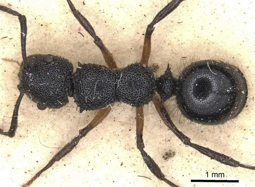 Echinopla dubitata specimen