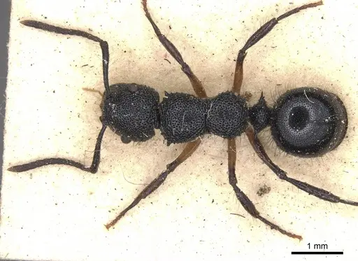 Echinopla dubitata specimen