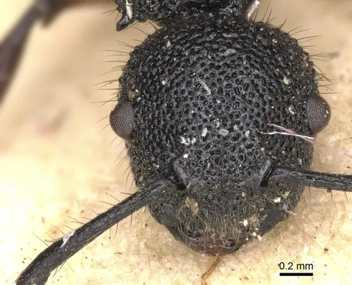 Echinopla dubitata specimen