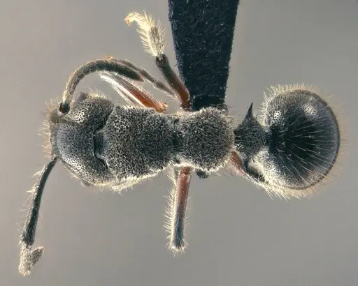 Echinopla fisheri specimen