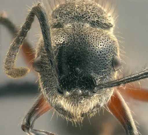 Echinopla fisheri specimen