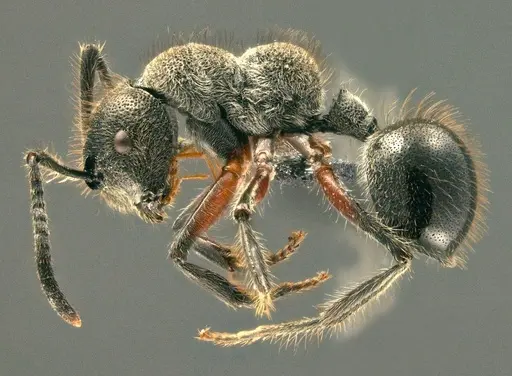 Echinopla fisheri specimen