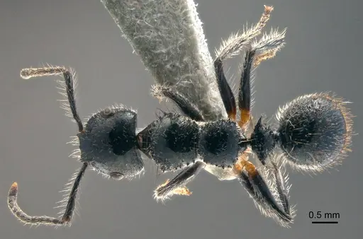 Echinopla lateropilosa specimen