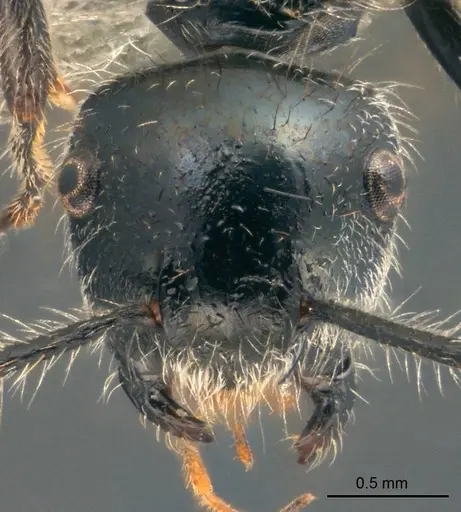 Echinopla lateropilosa specimen