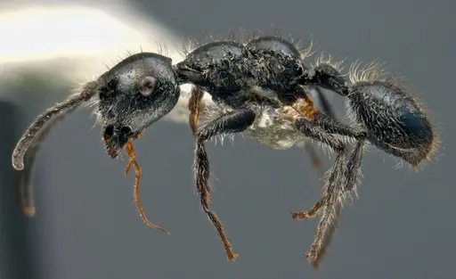 Echinopla lateropilosa specimen