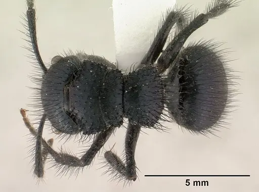 Echinopla lineata specimen