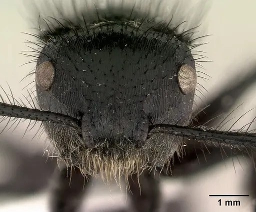 Echinopla lineata specimen