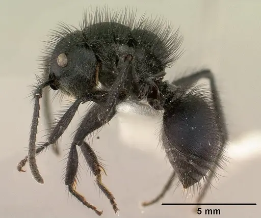 Echinopla lineata specimen