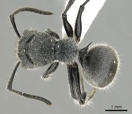 Echinopla lineata - CASENT0280335