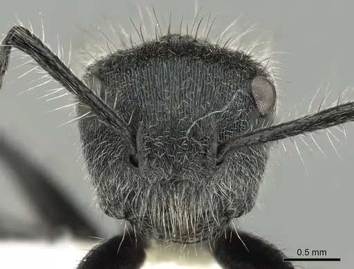 Echinopla lineata - CASENT0280335