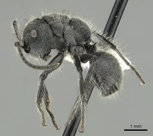 Echinopla lineata - CASENT0280335