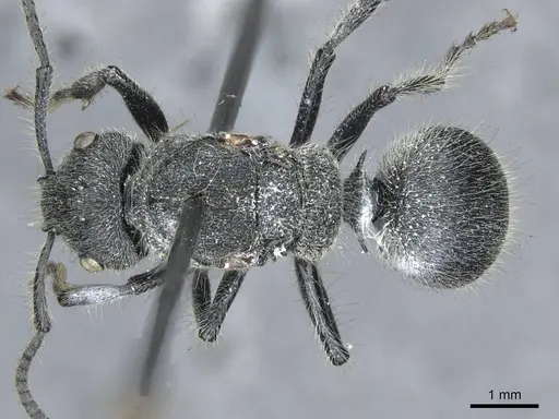 Echinopla lineata - CASENT0910967