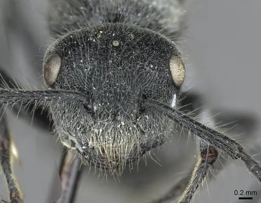 Echinopla lineata - CASENT0910967