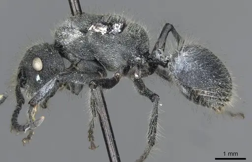 Echinopla lineata - CASENT0910967