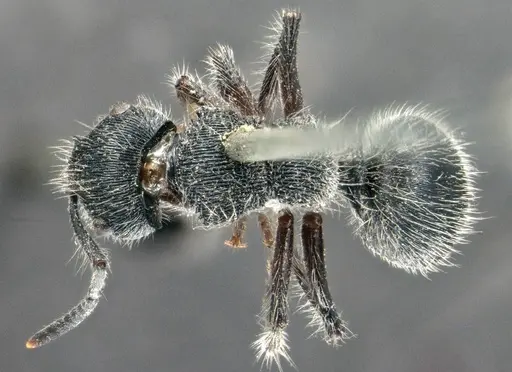 Echinopla lineata - CASENT0914947