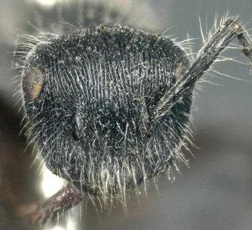 Echinopla lineata - CASENT0914947