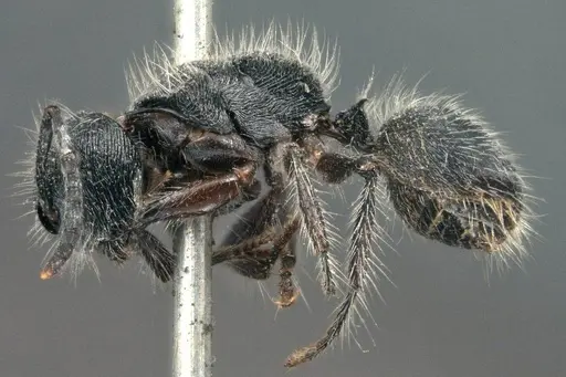 Echinopla lineata - CASENT0914947