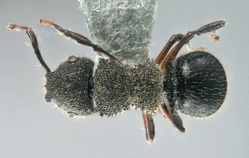 Echinopla madli specimen