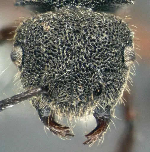 Echinopla madli specimen