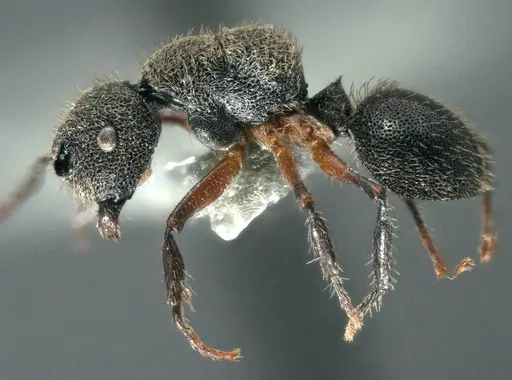 Echinopla madli specimen