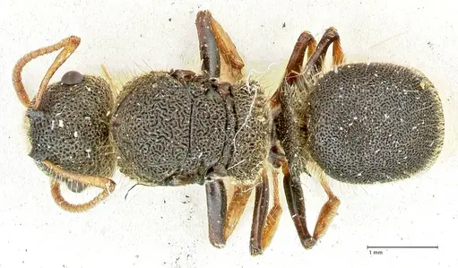 Echinopla maeandrina specimen