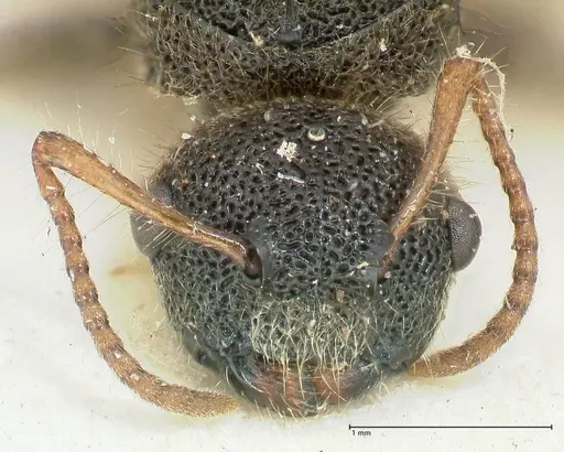 Echinopla maeandrina specimen