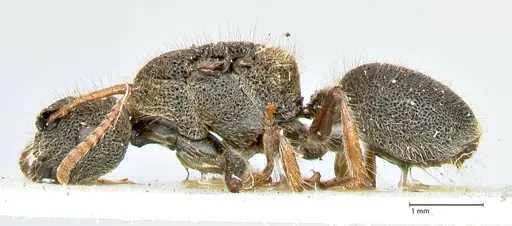 Echinopla maeandrina specimen