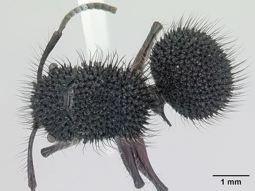 Echinopla melanarctos specimen