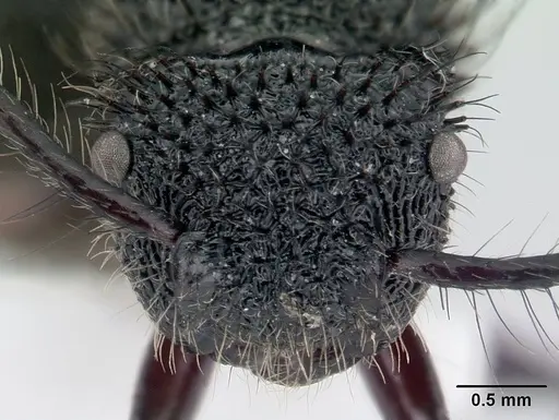 Echinopla melanarctos specimen