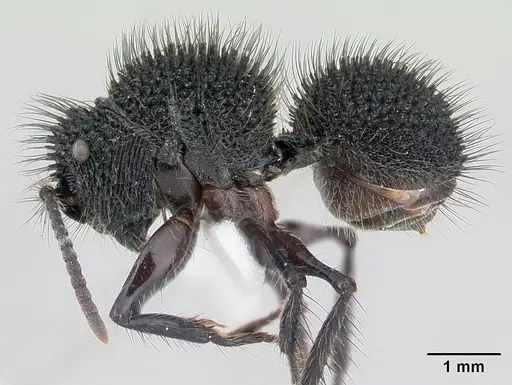Echinopla melanarctos specimen