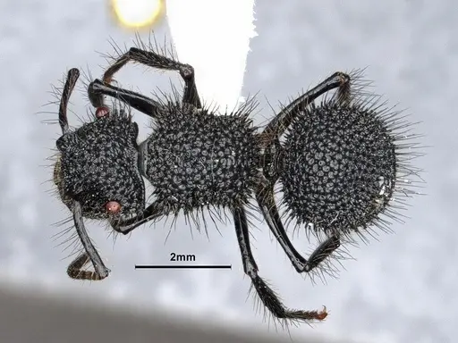 Echinopla melanarctos - CASENT0884107