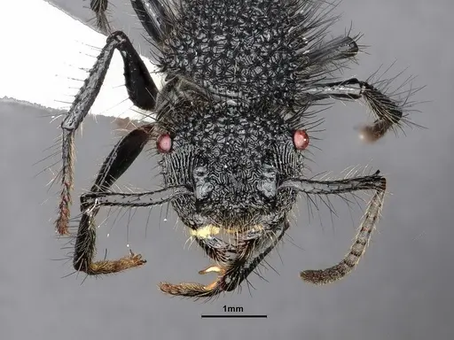 Echinopla melanarctos - CASENT0884107