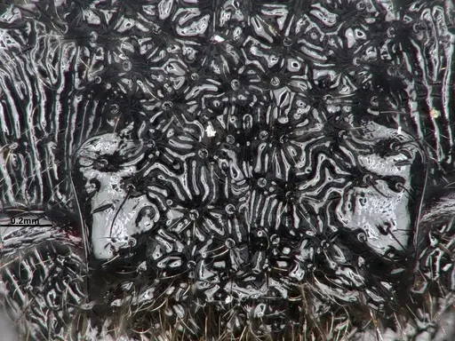 Echinopla melanarctos - CASENT0884107