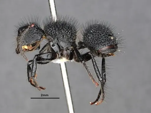 Echinopla melanarctos - CASENT0884107