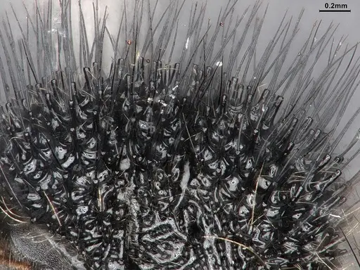 Echinopla melanarctos - CASENT0884107