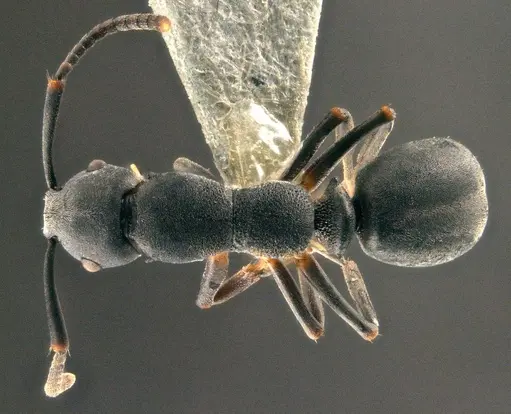 Echinopla mezgeri specimen