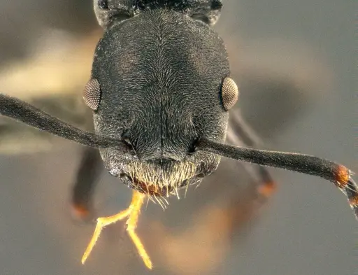 Echinopla mezgeri specimen