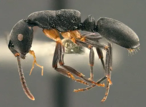 Echinopla mezgeri specimen