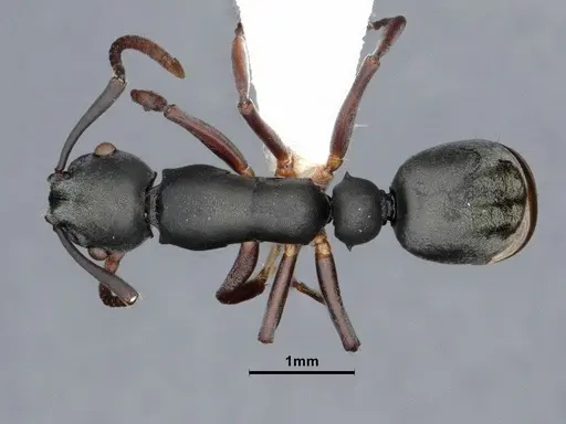 Echinopla mistura specimen