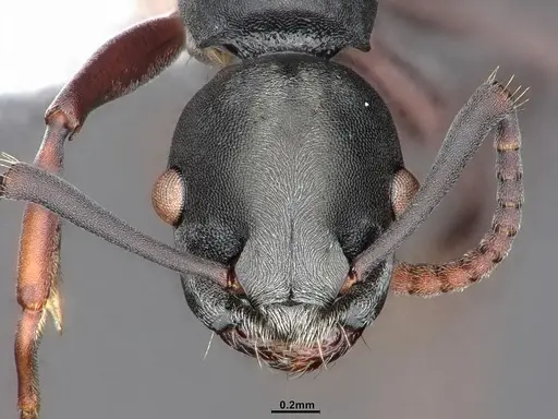 Echinopla mistura specimen