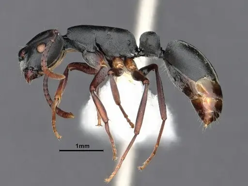 Echinopla mistura specimen