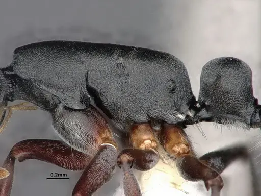 Echinopla mistura - CASENT0884106