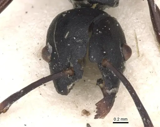 Echinopla mistura - CASENT0901885